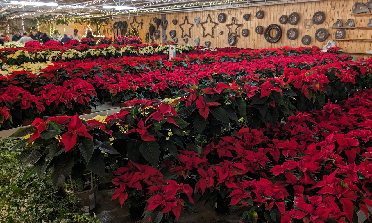 Gutscheinbox Gärtnerei Neiske Weihanchtssterne