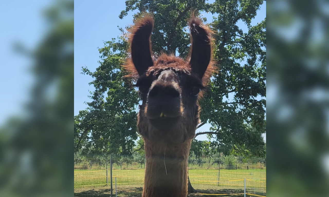 Lindas Lamas - Lama Orsana