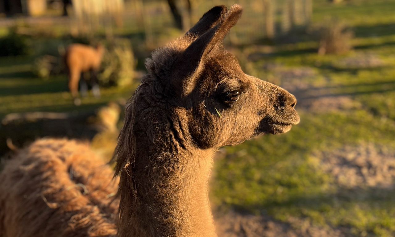 Tierpark Nadermann -  Alpaca