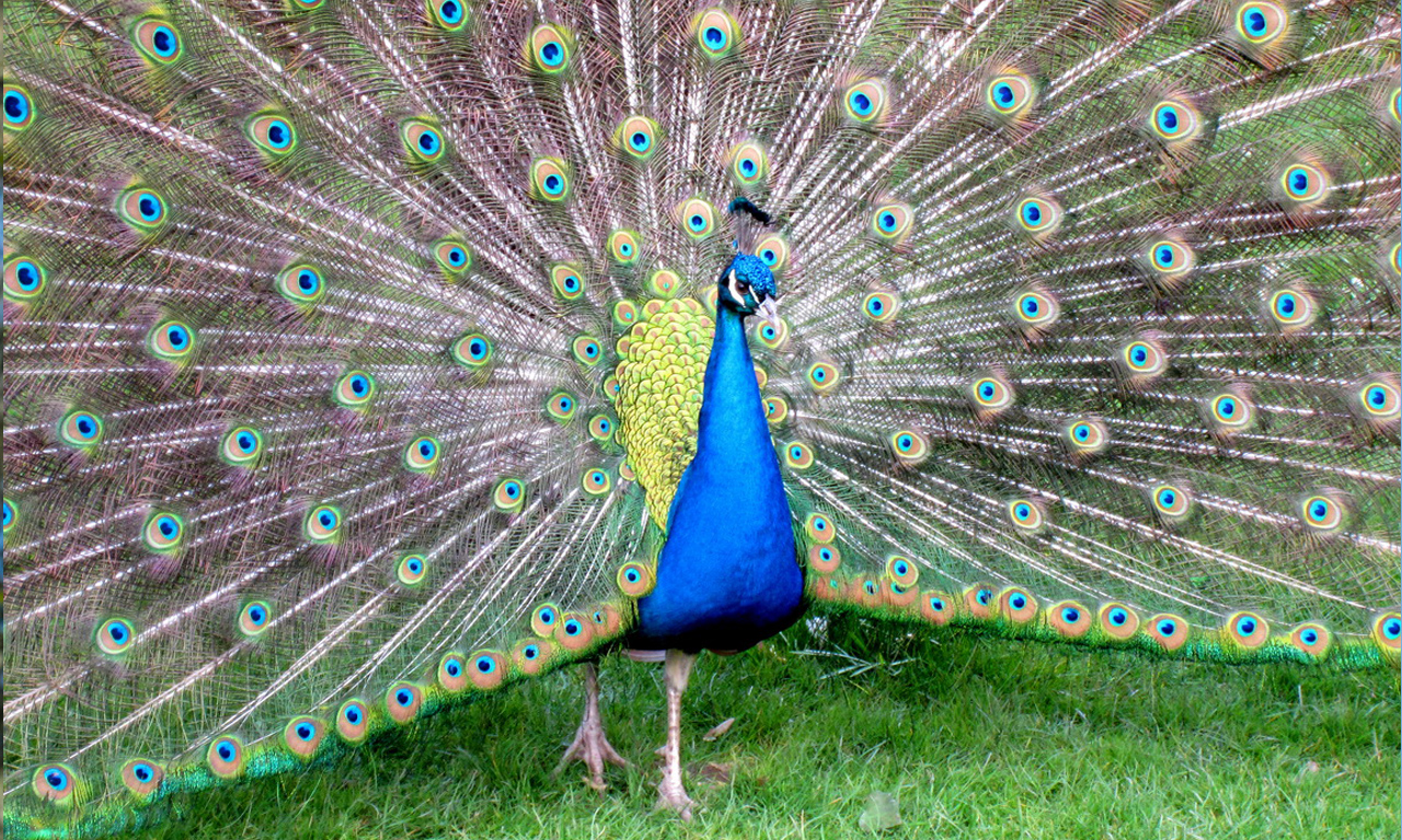 vogelpark-heiligenkirchen-gutscheinbox-pfau