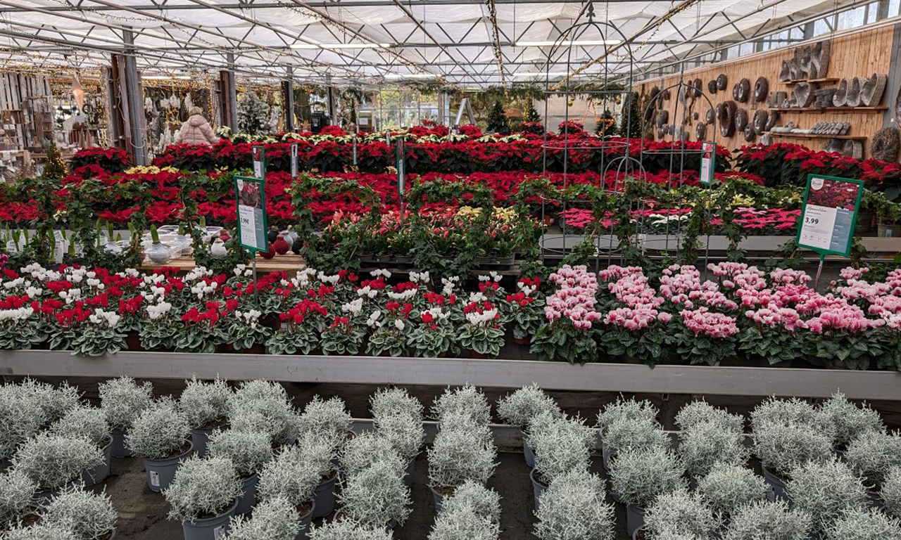 Gutscheinbox Gärtnerei Neiske Pflanzen