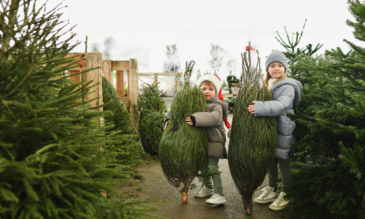Gutschein: Liknaris Weihnachtsbäume gutscheinbox liknaris Kinder mit Weihnachtsbäumen