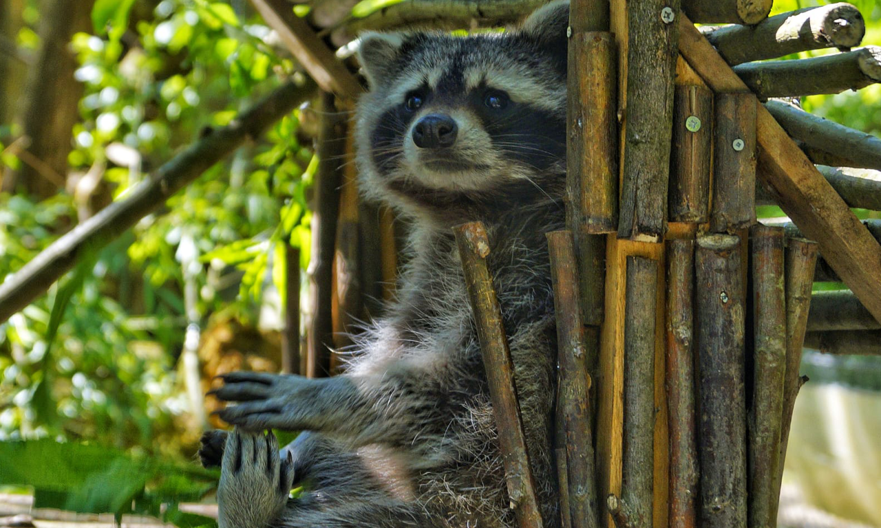 Tierpark Nadermann -  Waschbär
