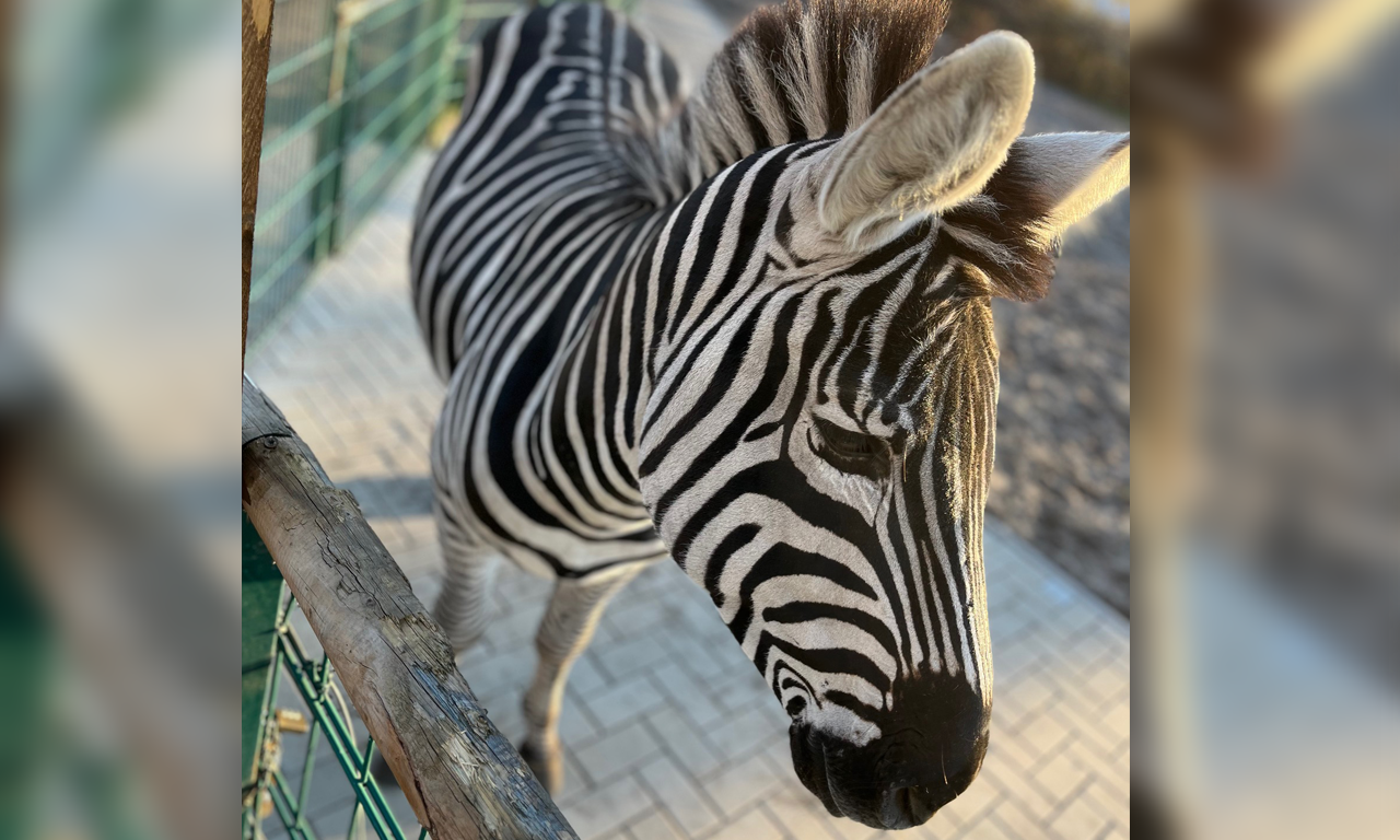 Tierpark Nadermann - Zebra