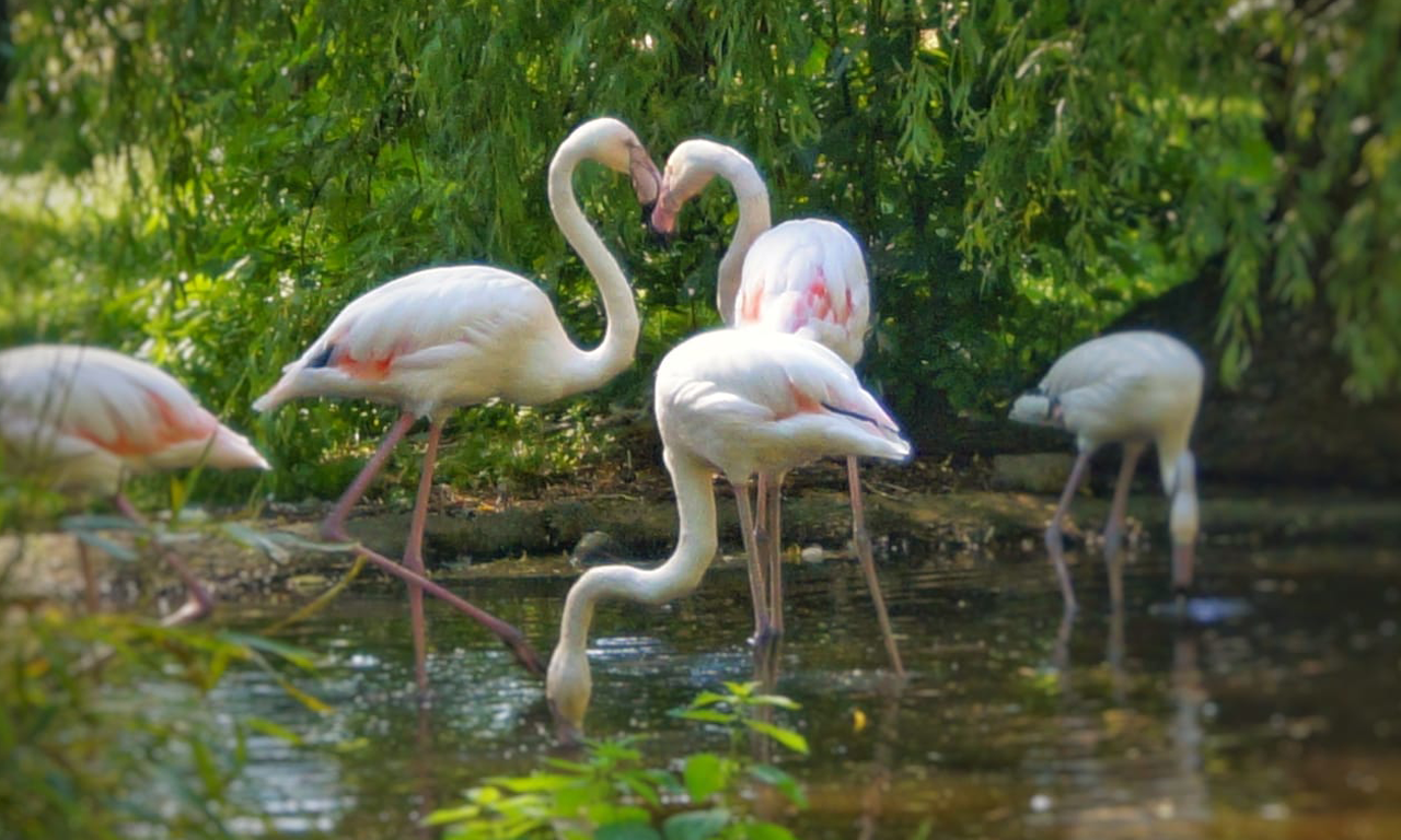 Tierpark Nadermann -  Flamingos